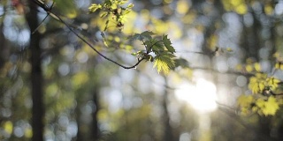 春天森林的背景相机滑过新绿的新鲜树叶背光温暖的阳光散焦。阳光在森林公园的树枝近距离照射。冷静低角度观宁静自然美
