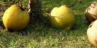 花园里的椰子