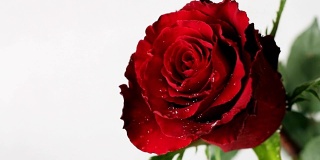 新鲜的红玫瑰在情人节