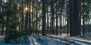 冬日松树林中的日落。
