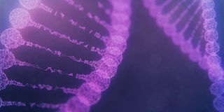 两个旋转丛DNA链-紫色版本