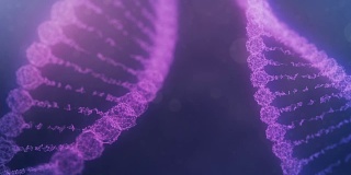 两个旋转的神经丛DNA链与冲动运行-紫色版本