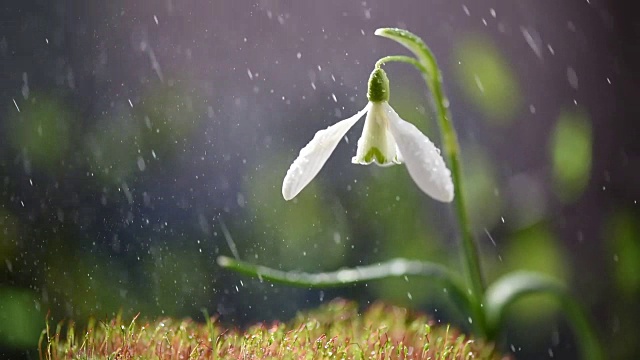 春天的细雨正版超高清4k商用授权视频素材下载-新片场素材