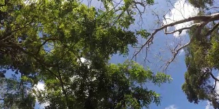 山岳保护区森林的树木和植被的俯视图。低角度旋转镜头