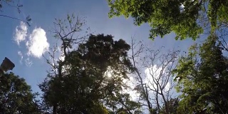 山岳保护区森林的树木和植被的俯视图。低角度跟踪镜头