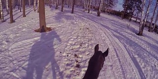 在冬日的树林里骑马。骑在一匹马在冬季森林第一人称gopro。马在冬天的新雪在日落。骑在马在冬天的雪木gopro太阳和日落