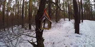 城市公园里的鸟类饲养员。山雀在冬天飞到喂食器那里。鸟食器挂在树上，用饼干切割机自制。树干上有一个鸟食器的照片