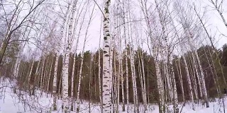 俄罗斯冬天-桦树林。4月白桦树林。冬天的白杨林。白桦林在阳光明媚的冬日，白桦树的树干，冬天。木材，三月风景与白树