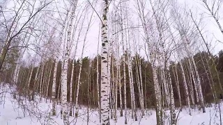 俄罗斯冬天-桦树林。4月白桦树林。冬天的白杨林。白桦林在阳光明媚的冬日，白桦树的树干，冬天。木材，三月风景与白树视频素材模板下载