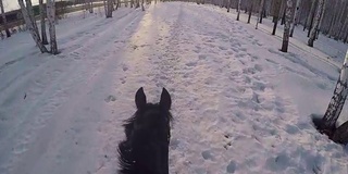 在冬日的树林里骑马。骑在一匹马在冬季森林第一人称gopro。马在冬天的新雪在日落。骑在马在冬天的雪木gopro太阳和日落