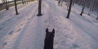 在冬日的树林里骑马。骑在一匹马在冬季森林第一人称gopro。马在冬天的新雪在日落。骑在马在冬天的雪木gopro太阳和日落