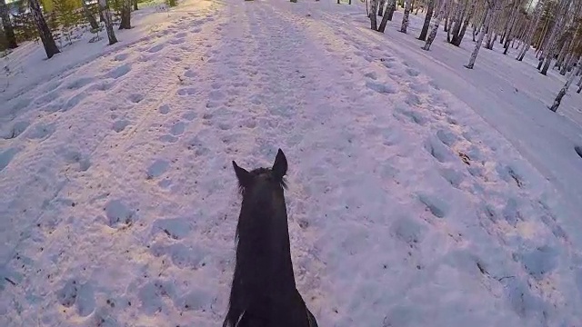 在冬日的树林里骑马。骑在一匹马在冬季森林第一人称gopro。马在冬天的新雪在日落。骑在马在冬天的雪木gopro太阳和日落