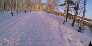 在冬日的树林里骑马。骑在一匹马在冬季森林第一人称gopro。马在冬天的新雪在日落。骑在马在冬天的雪木gopro太阳和日落