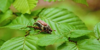 在森林里，金龟子甲虫正坐在树叶上。昆虫微距，特写镜头