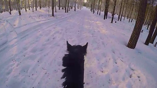 在冬日的树林里骑马。骑在一匹马在冬季森林第一人称gopro。马在冬天的新雪在日落。骑在马在冬天的雪木gopro太阳和日落