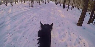 在冬日的树林里骑马。骑在一匹马在冬季森林第一人称gopro。马在冬天的新雪在日落。骑在马在冬天的雪木gopro太阳和日落