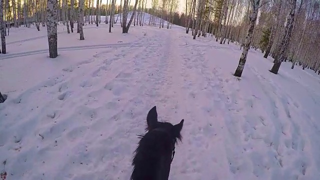 在冬日的树林里骑马。骑在一匹马在冬季森林第一人称gopro。马在冬天的新雪在日落。骑在马在冬天的雪木gopro太阳和日落