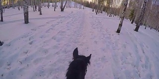 在冬日的树林里骑马。骑在一匹马在冬季森林第一人称gopro。马在冬天的新雪在日落。骑在马在冬天的雪木gopro太阳和日落