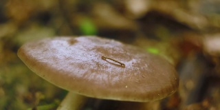 毛虫在森林里的蘑菇上爬行。英寸蠕虫宏
