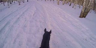 在冬日的树林里骑马。骑在一匹马在冬季森林第一人称gopro。马在冬天的新雪在日落。骑在马在冬天的雪木gopro太阳和日落