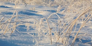严冬早晨被冻僵的灌木丛