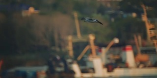 海鸥在船只和码头的映衬下飞翔。船停泊在港口