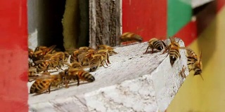 蜂箱入口处的蜜蜂