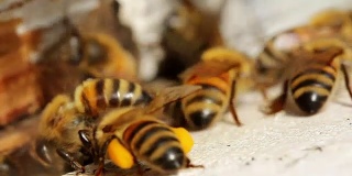 蜜蜂在蜂房入口的微距镜头
