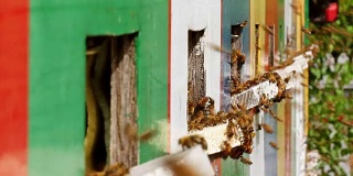 蜂箱入口处的蜜蜂