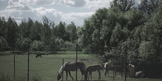 畜栏里的牛。马在畜栏里吃草。马在草场上吃草