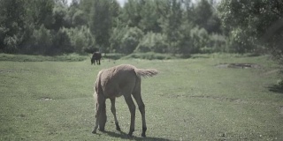 畜栏里的牛。马在畜栏里吃草。马在草场上吃草