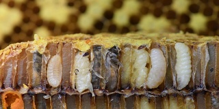 蛹是蜂箱里的蜜蜂。