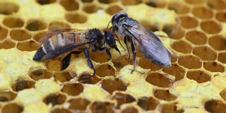 在蜂箱里采蜜的蜜蜂。