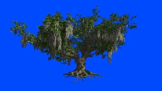 一棵长生橡树在风中摇摆。蓝色屏幕α。视频素材模板下载