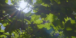 阳光透过树叶照进来。茂密森林中的强光。树与绿色的叶子和阳光。底部视图。