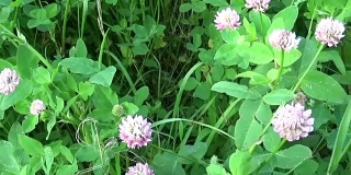 草地草粉色三叶草花全景使用稳定器。视频镜头运动摄像机
