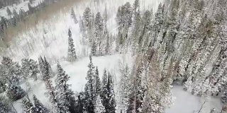雪山松林俯视