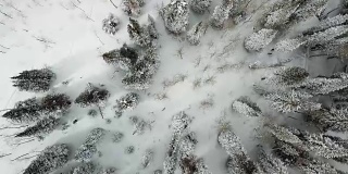 雪山松林俯视
