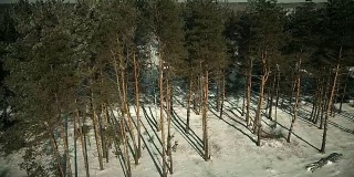 覆盖着积雪的针叶林