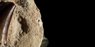 微距摄影:石头上的恐龙牙齿