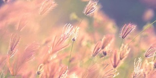 慢镜头风吹草地和美丽的日落。它的牧场景观是美丽和清新的。它在草地上开着粉红色或紫色的花。阳光想着绿叶和花朵