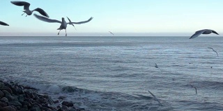 海鸥在海滩上。一群海鸥在美丽的云的背景下在空中飞翔。缓慢的运动。