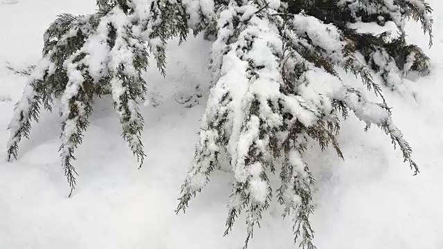 在暴风雪期间，柏树的树枝被雪覆盖