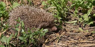 在花园里觅食的欧洲刺猬(欧洲刺猬)。