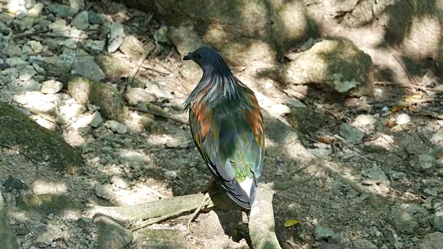 野生动物、鸟类