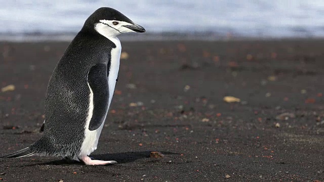 南极洲的帽带企鹅