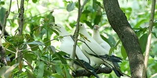 野生动物、鸟类