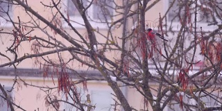 一群红腹灰雀坐在树枝上吃种子