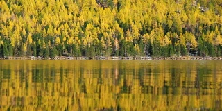 晚秋，阿尔泰山下多恩斯科湖的黄色落叶松森林的倒影