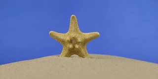美丽的海星躺在沙滩上。孤立的